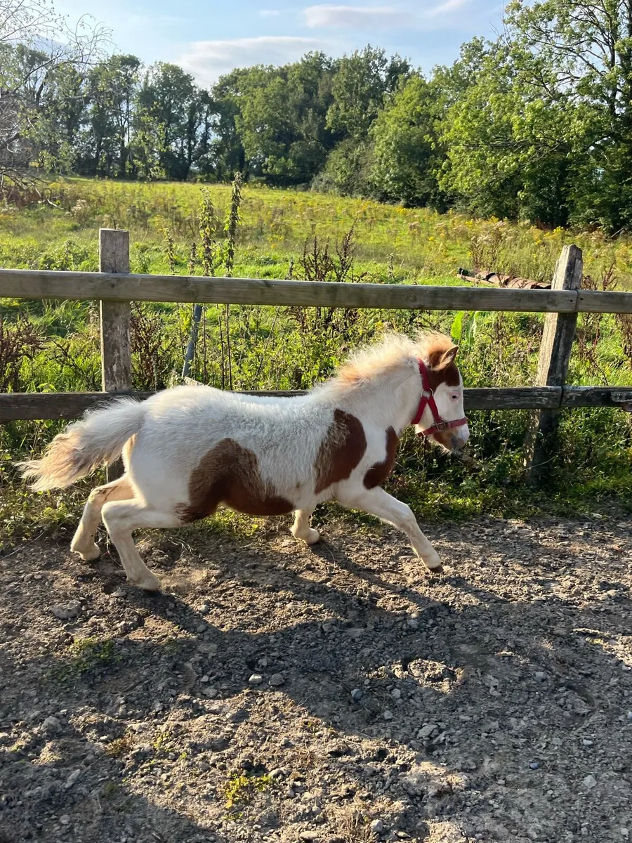 American Miniature foal - Image 3