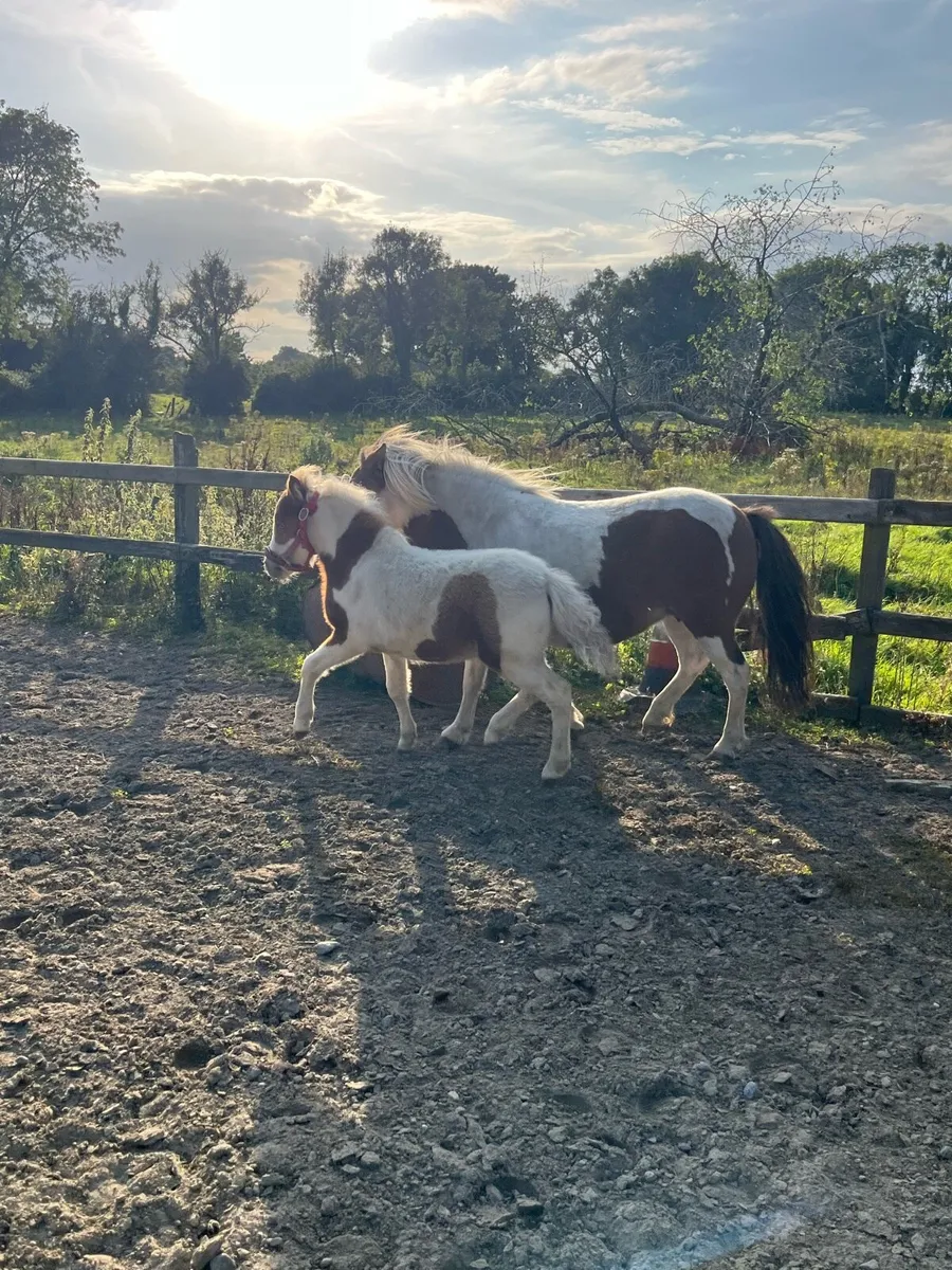American Miniature foal - Image 4
