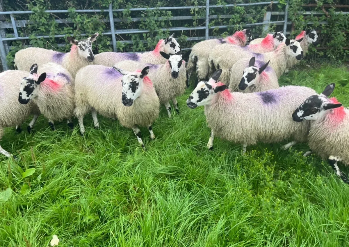 Mule Ewe Lambs - Image 1