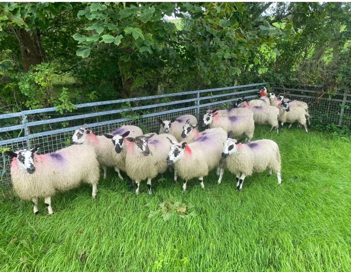 Mule Ewe Lambs - Image 3