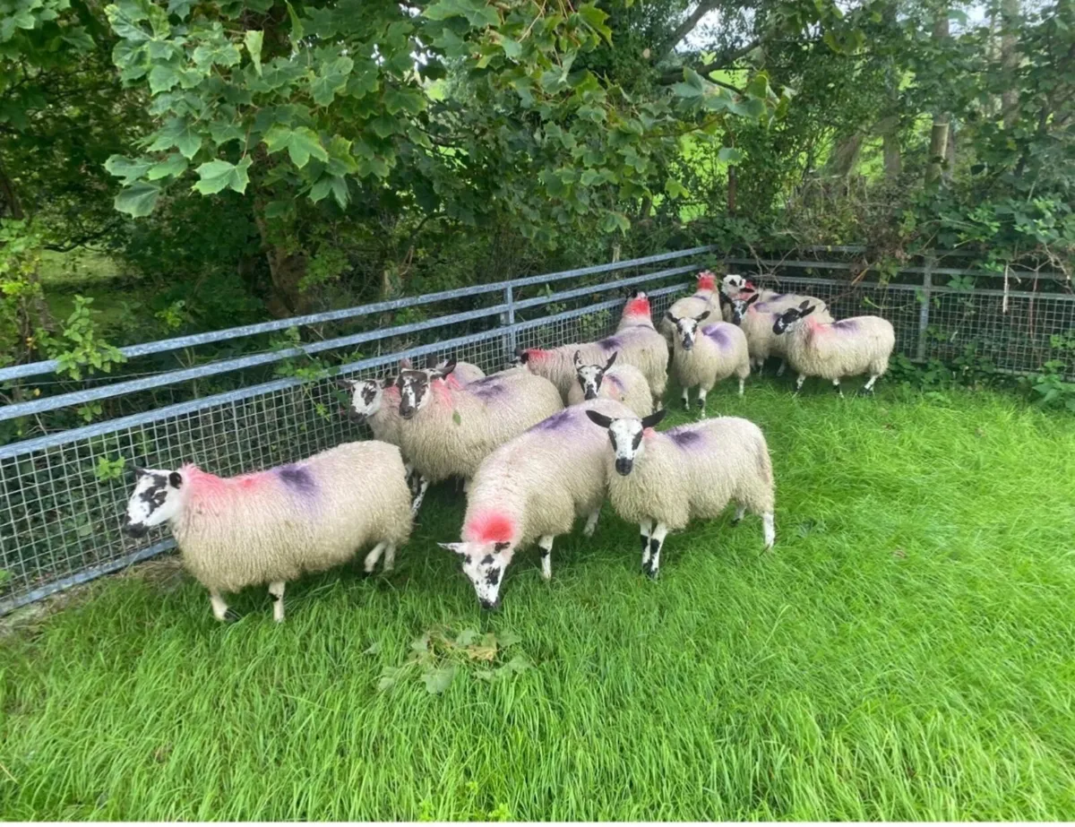 Mule Ewe Lambs - Image 4