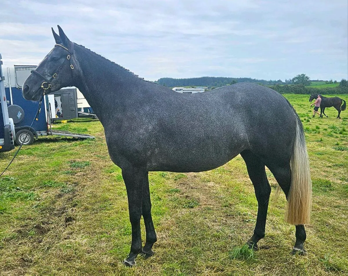 Broodmare (TIH) in foal to CC Captain Cruise (TIH) - Image 1