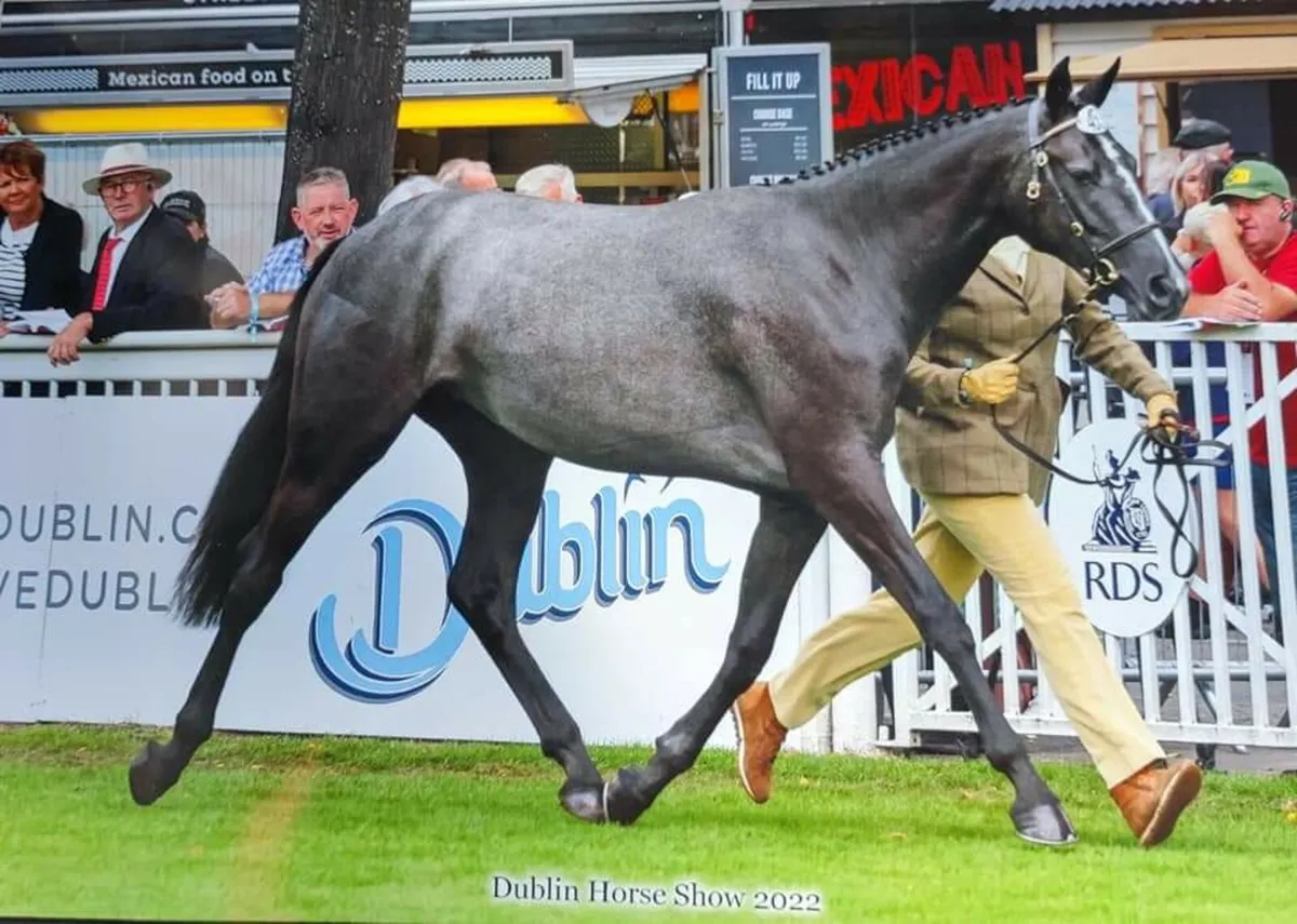 Broodmare (TIH) in foal to CC Captain Cruise (TIH) - Image 2