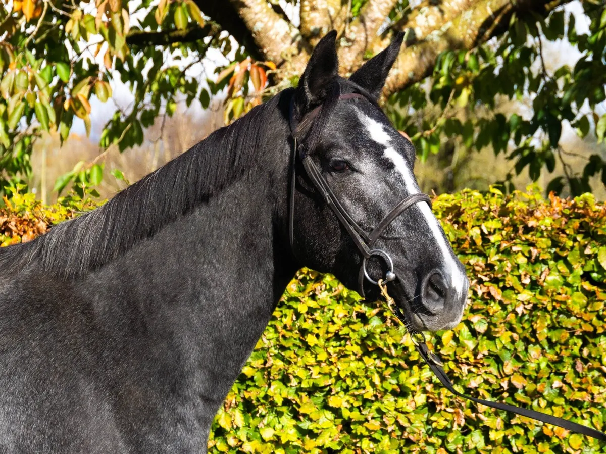 Broodmare (TIH) in foal to CC Captain Cruise (TIH) - Image 4