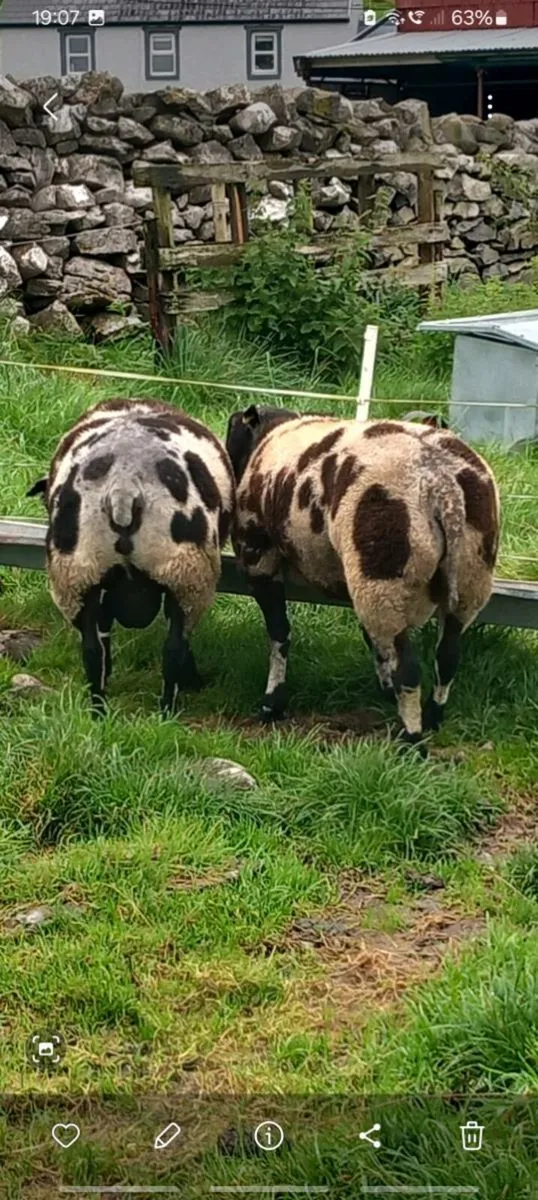 Dutch spotted pedigree rams - Image 1