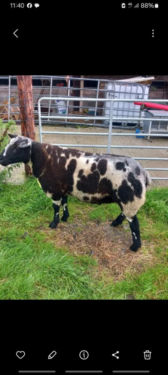 Dutch spotted pedigree rams - Image 2