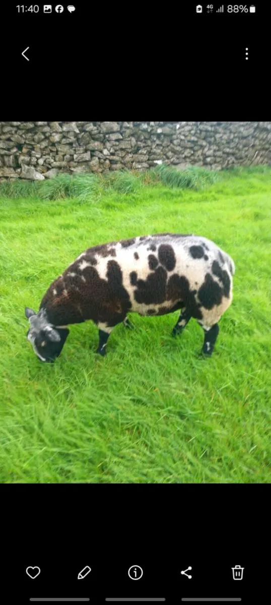 Dutch spotted pedigree rams - Image 3
