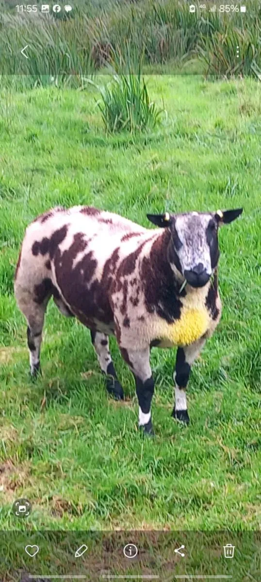 Dutch spotted pedigree rams - Image 4