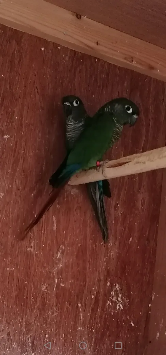 Conures - Image 1