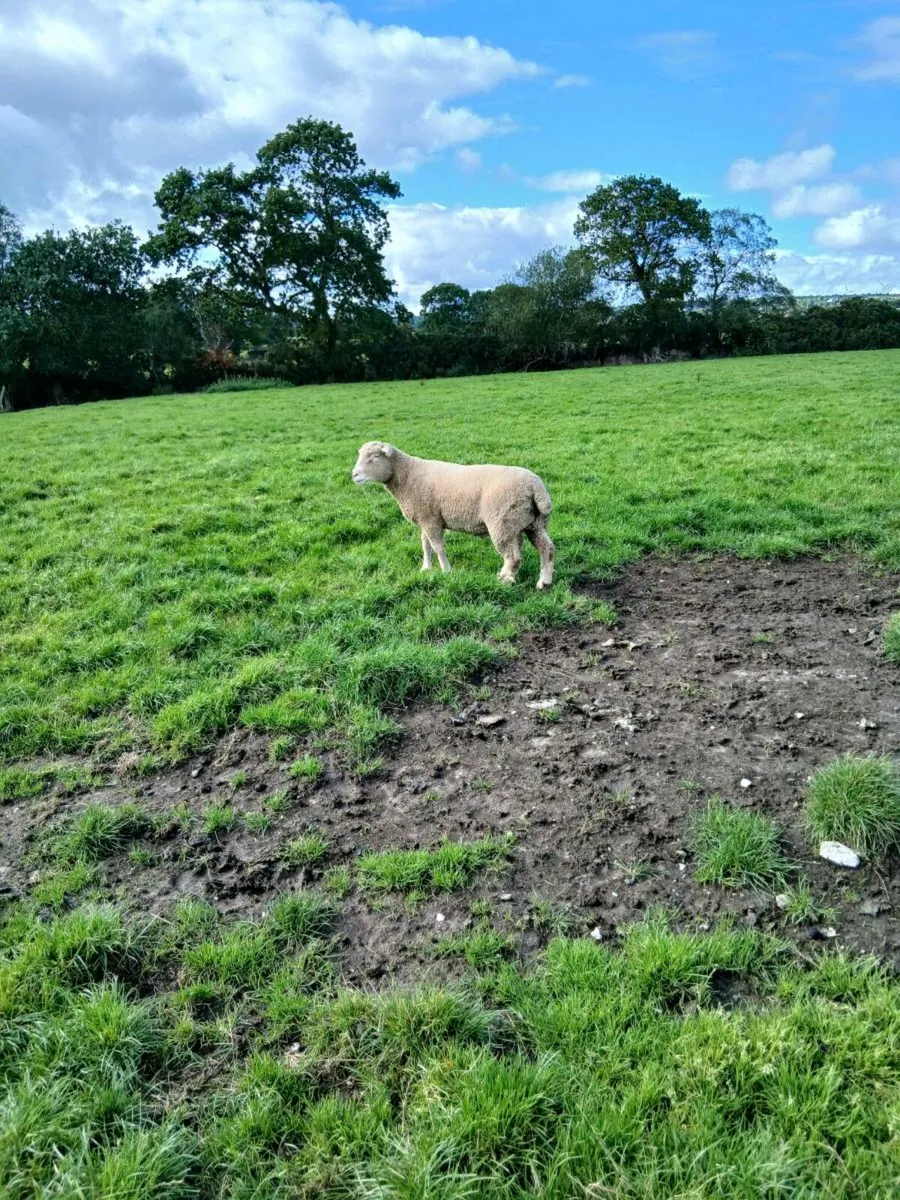 Pedigree shearling dorset rams - Image 2