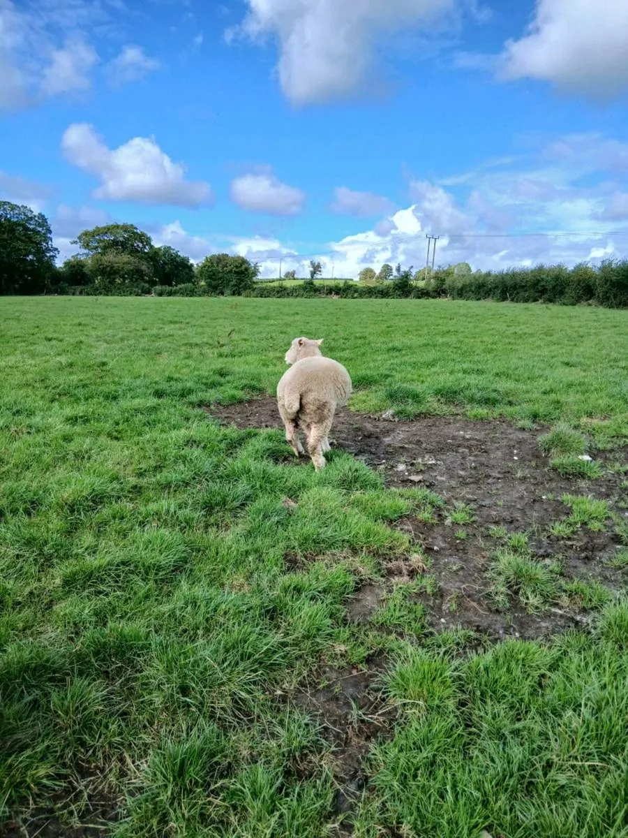 Pedigree shearling dorset rams - Image 4
