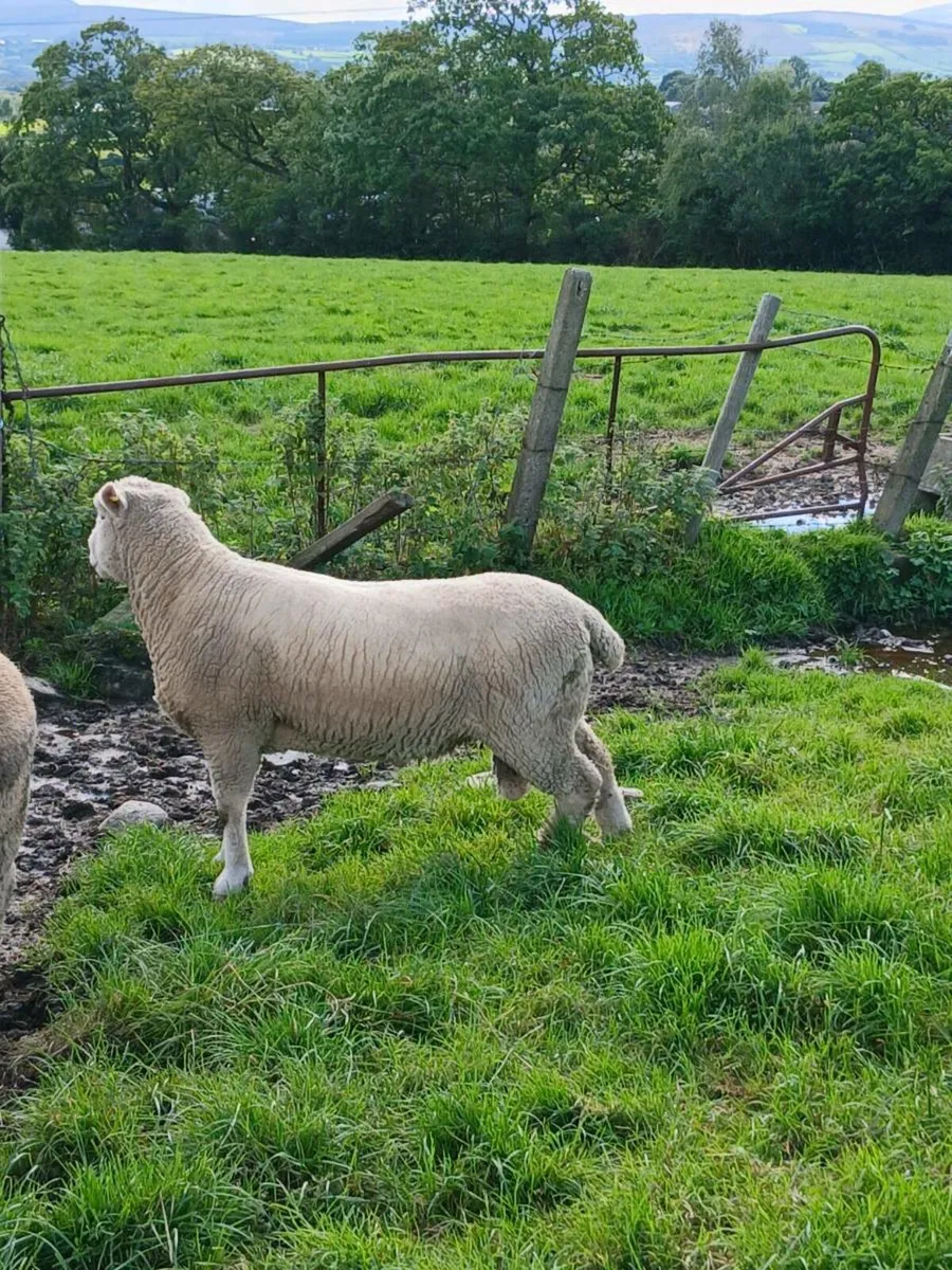 Pedigree shearling dorset rams - Image 1