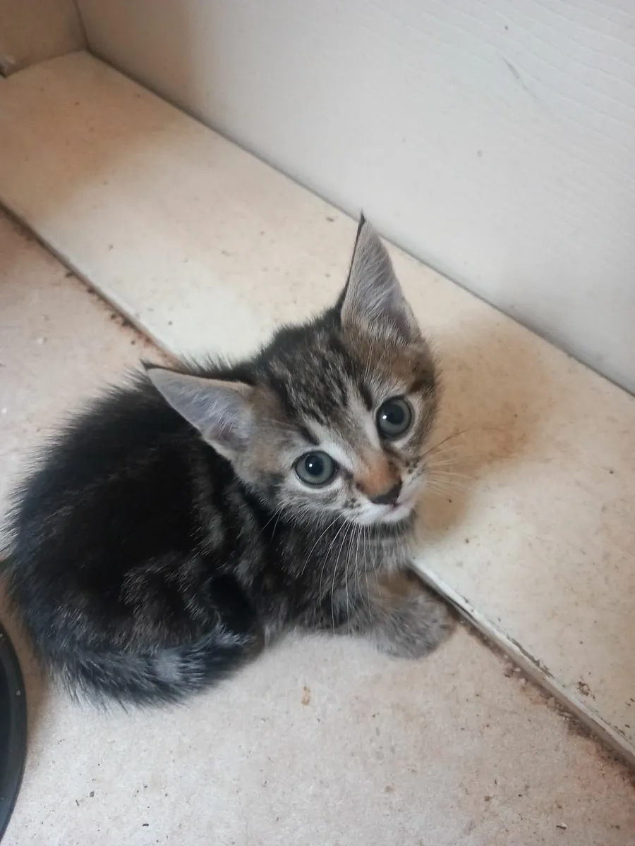 Kittens - Image 4