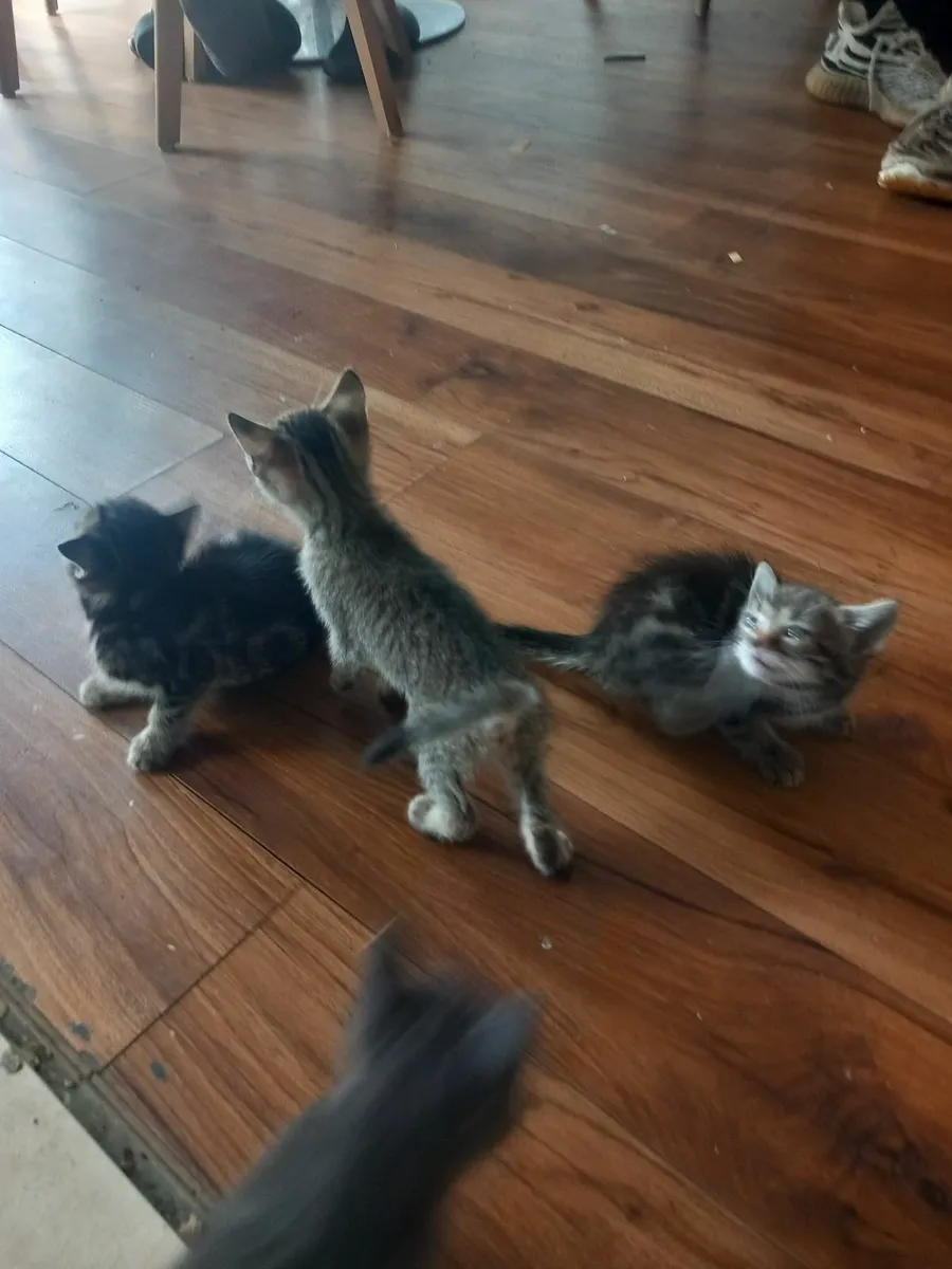 Kittens - Image 1