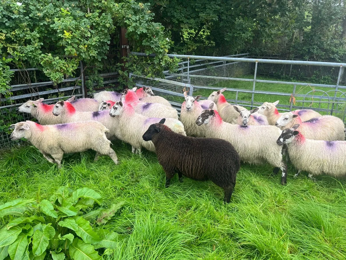 Mixed Ewe Lambs - Image 3