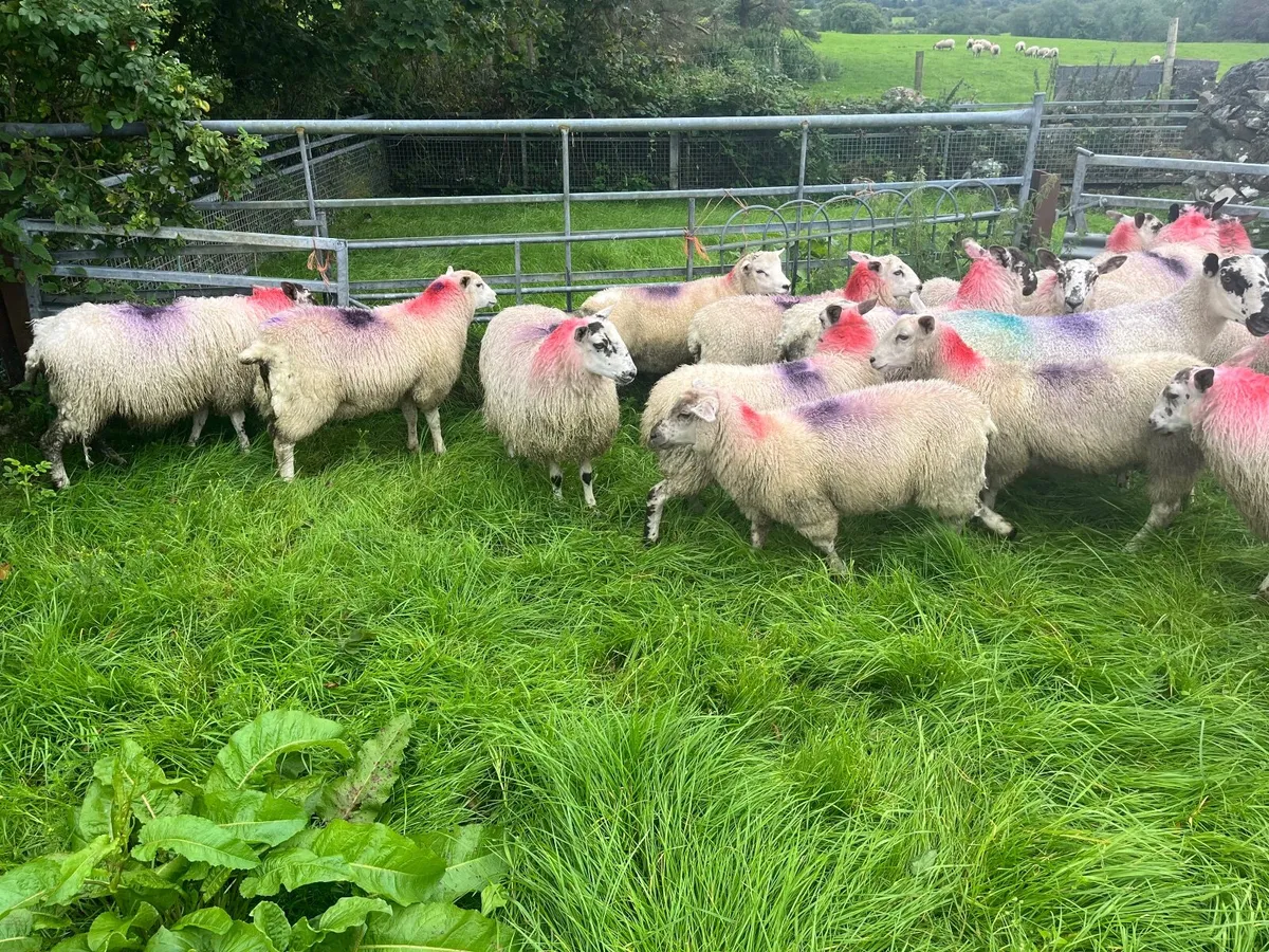 Mixed Ewe Lambs - Image 1