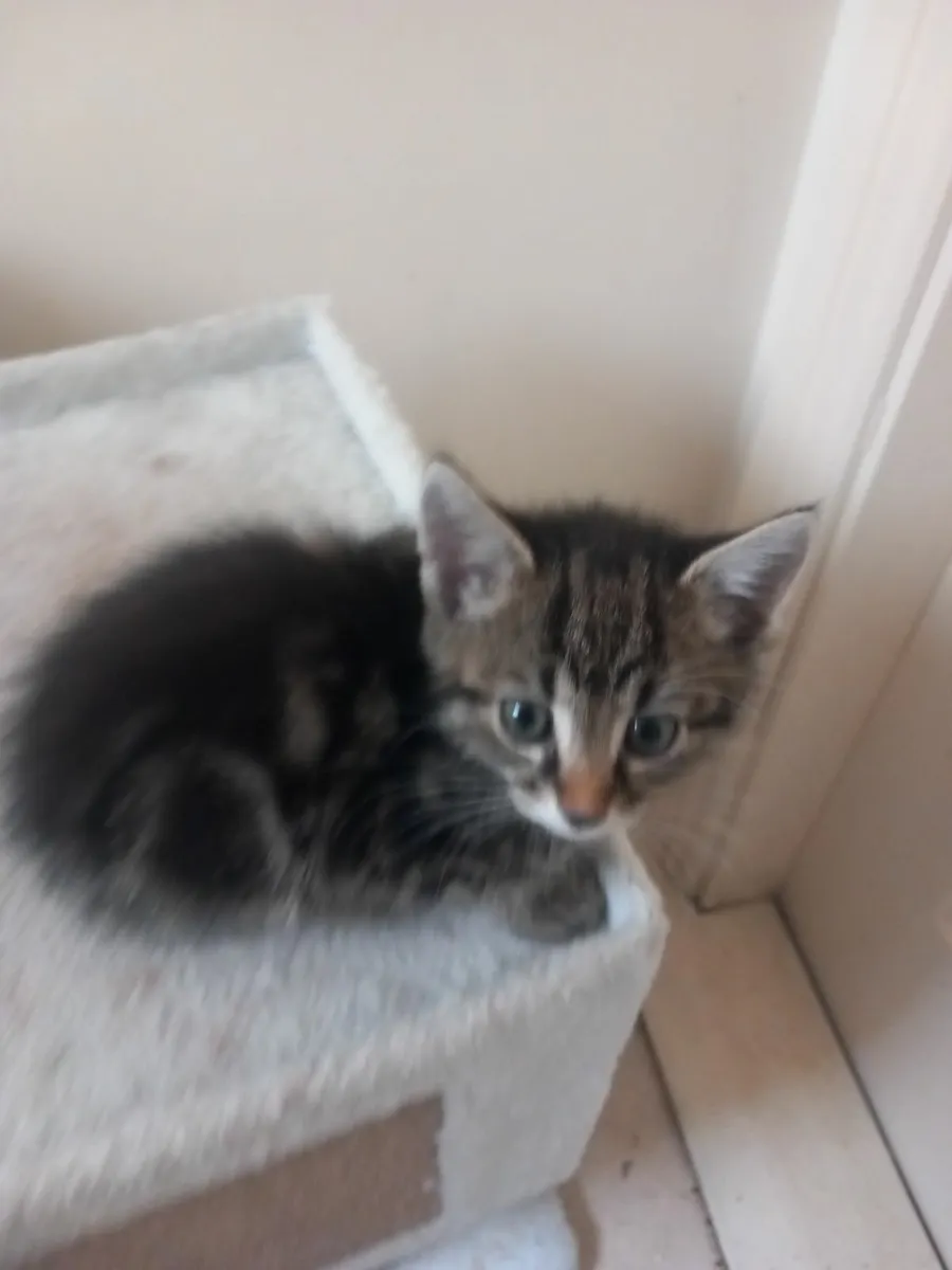 Kittens - Image 2