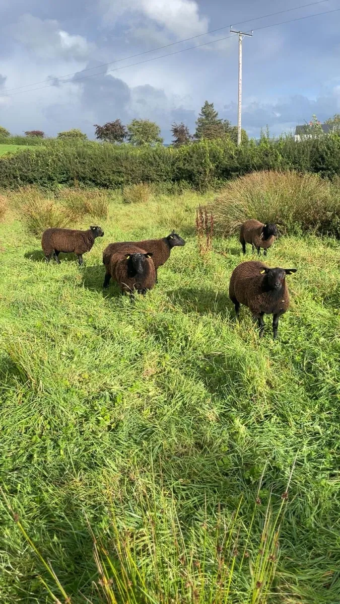 5 dassenkop blue excel cross  ewe lambs