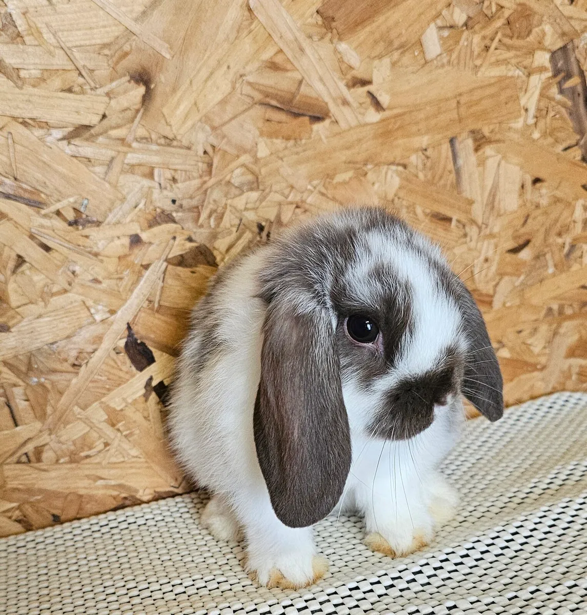 Mini lop.female