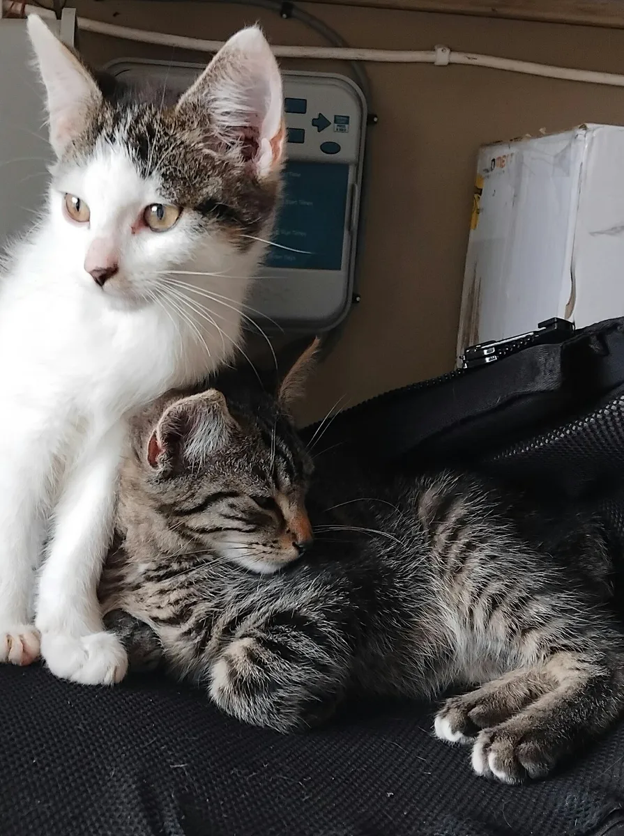 Kittens - Image 1