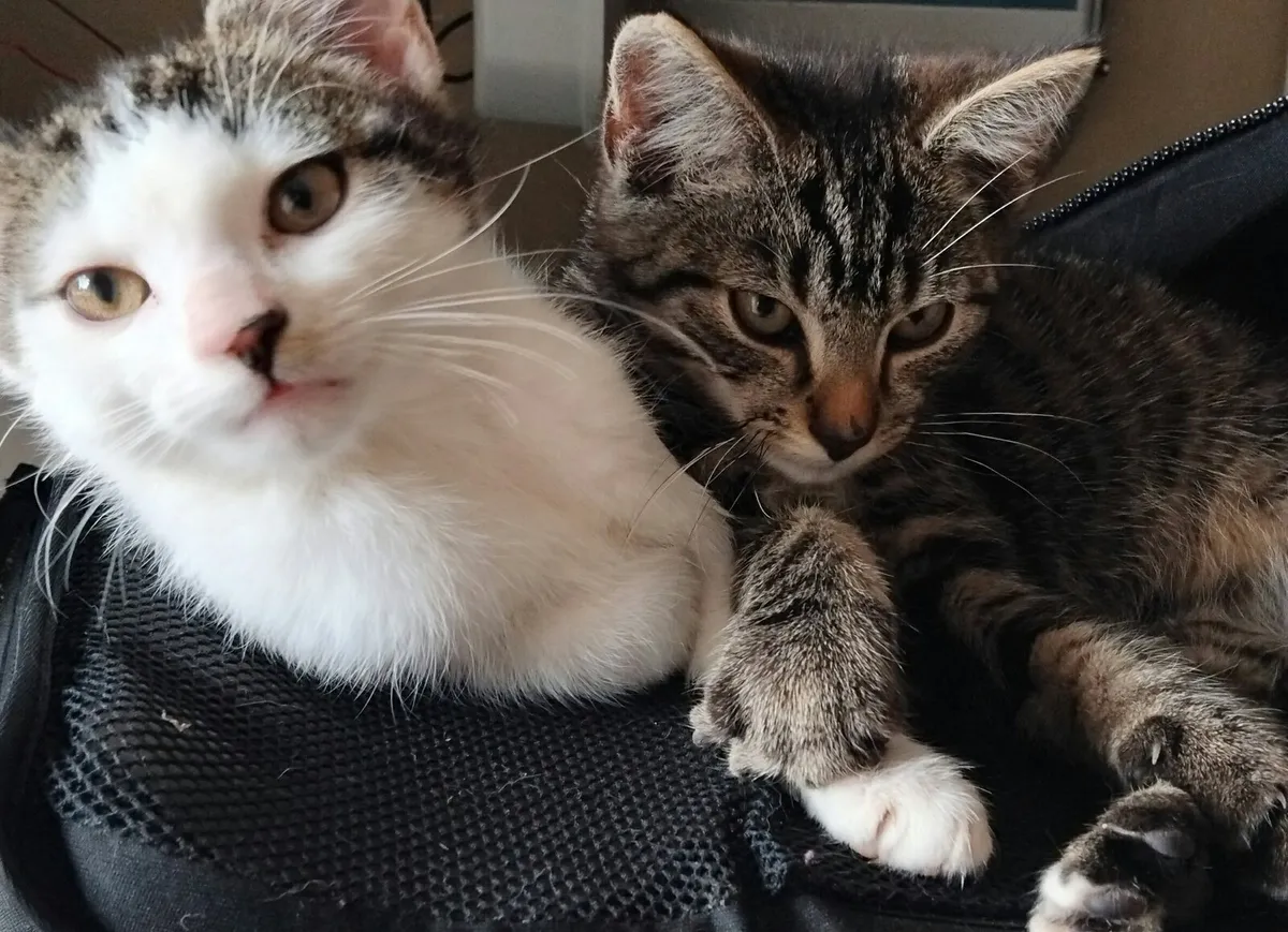 Kittens - Image 2