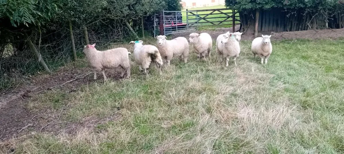 Dorset Ewe lambs /Dutch spotted ewe lambs - Image 4