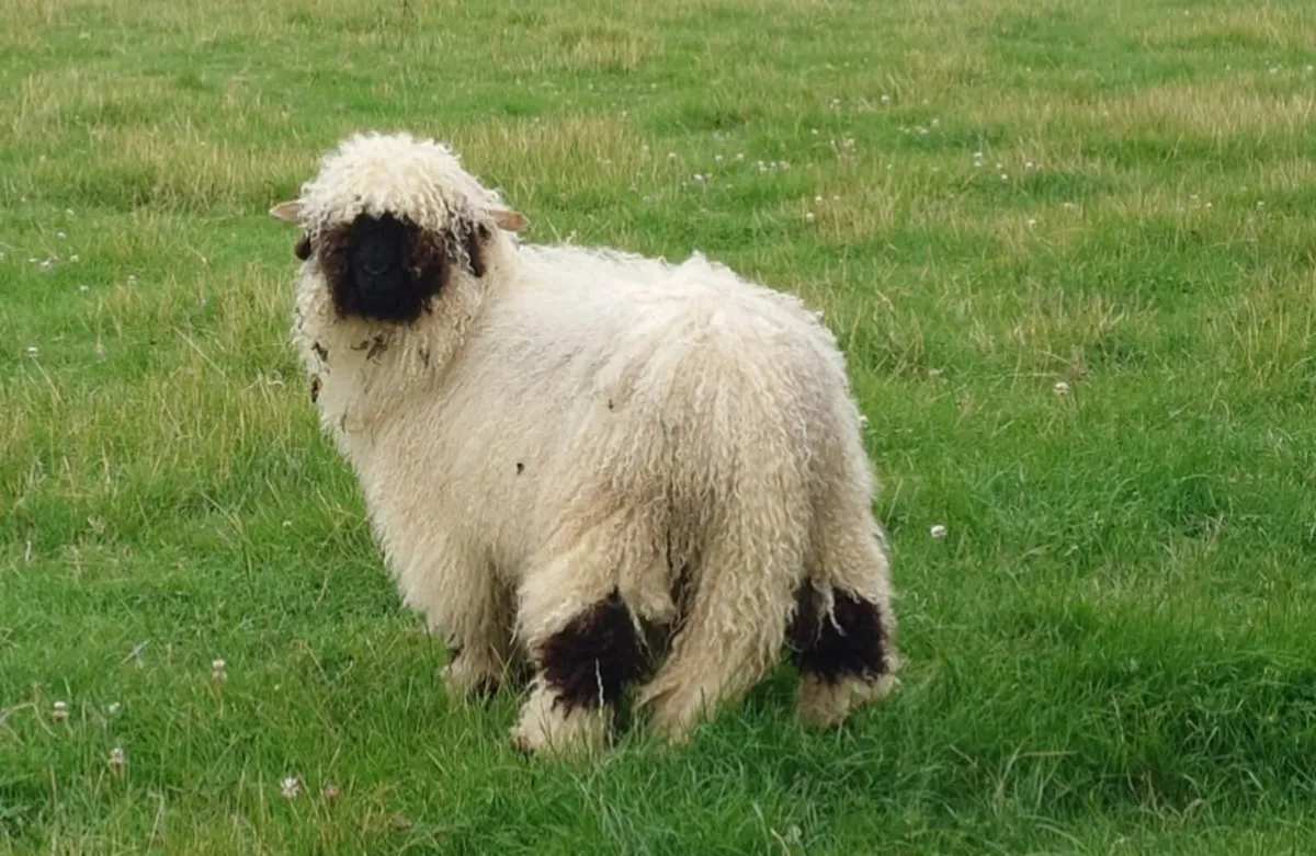 Show class Valais Ram - Image 2