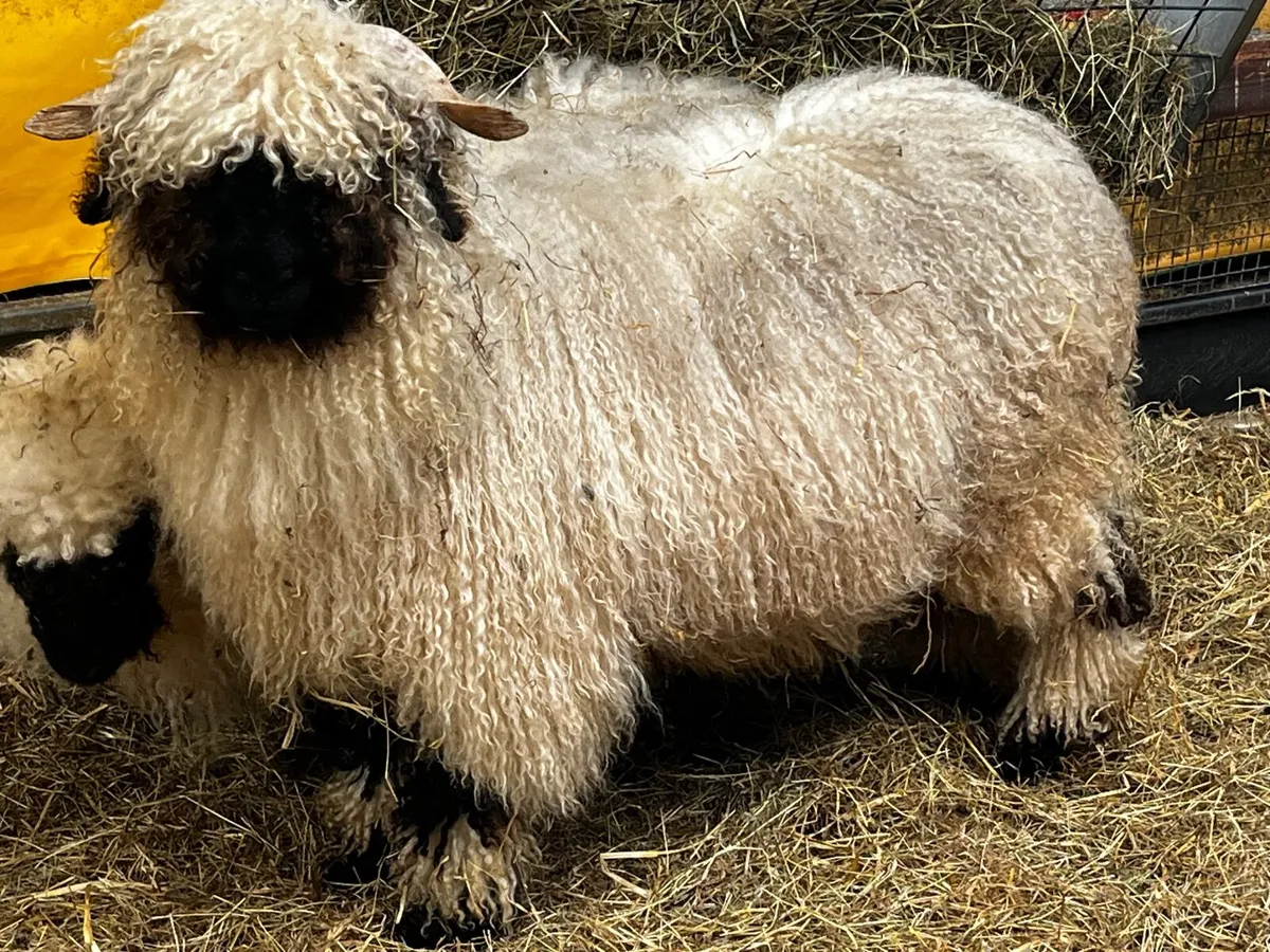 Show class Valais Ram - Image 1