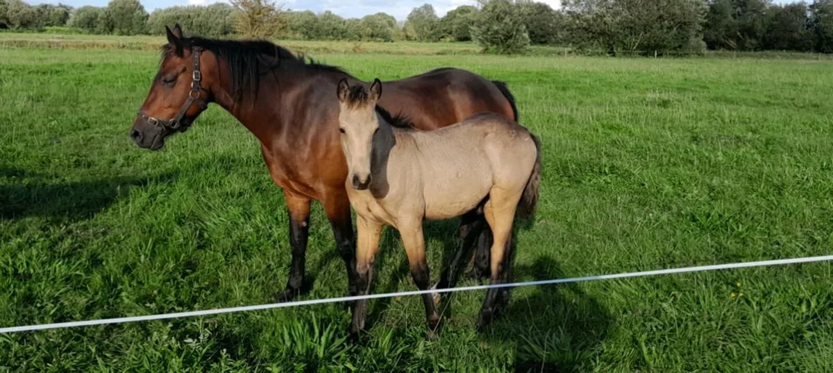 Dun Connemara Colt Foal - Image 2