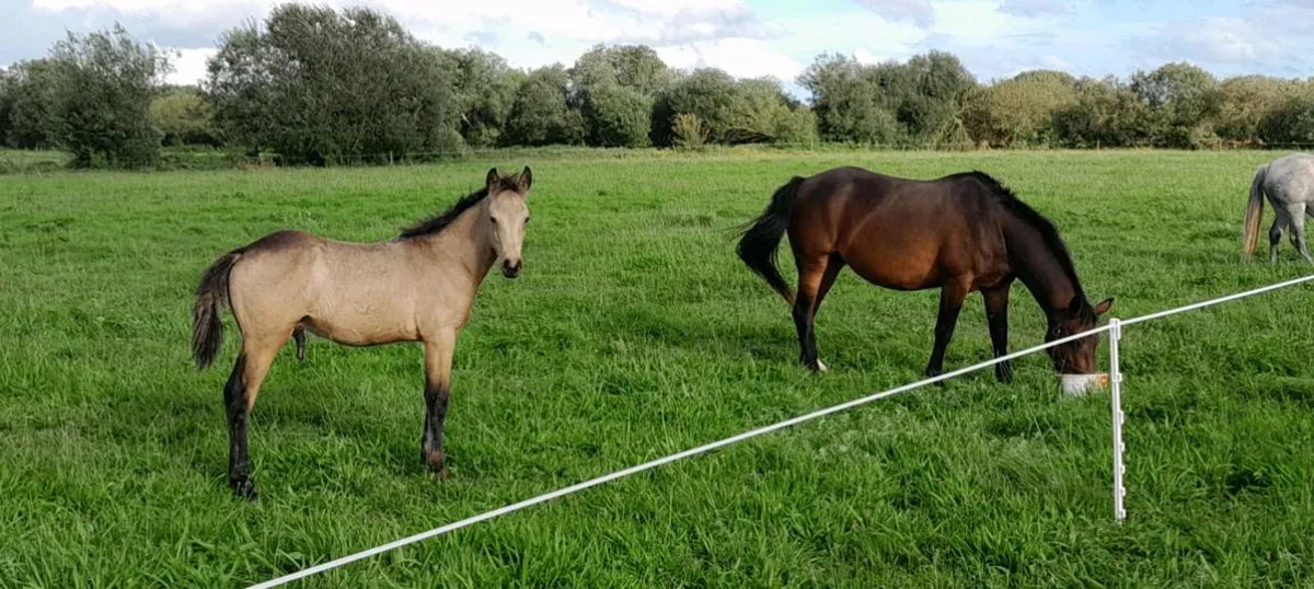 Dun Connemara Colt Foal - Image 3