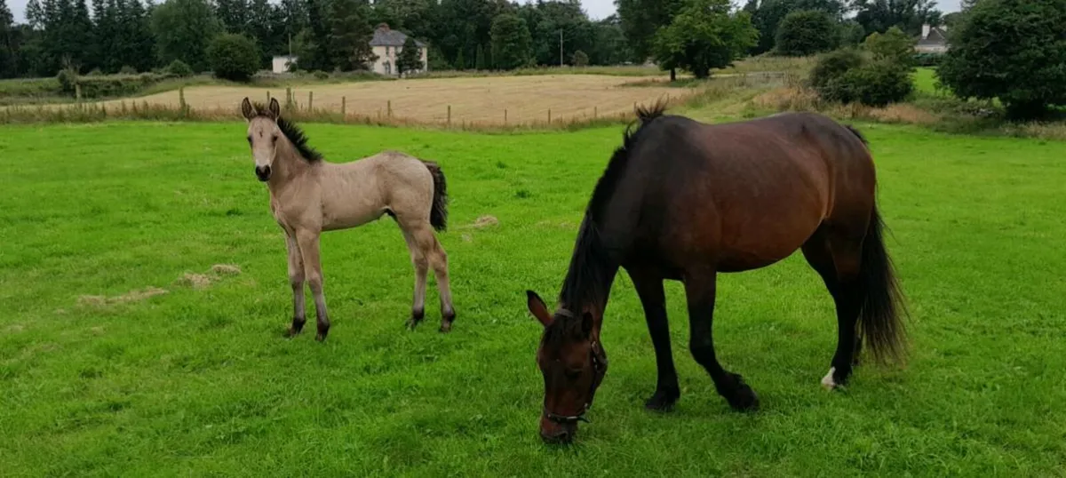 Dun Connemara Colt Foal - Image 4