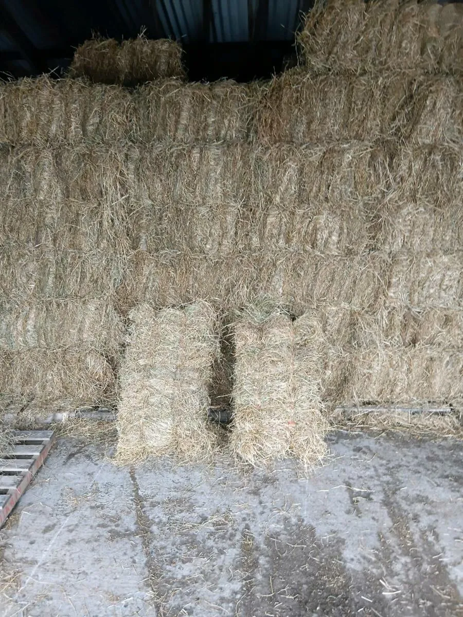 Top quailty sqaure bales - Image 1