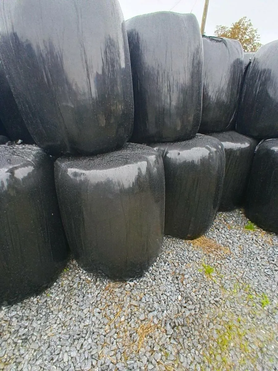 Top quailty sqaure bales - Image 3