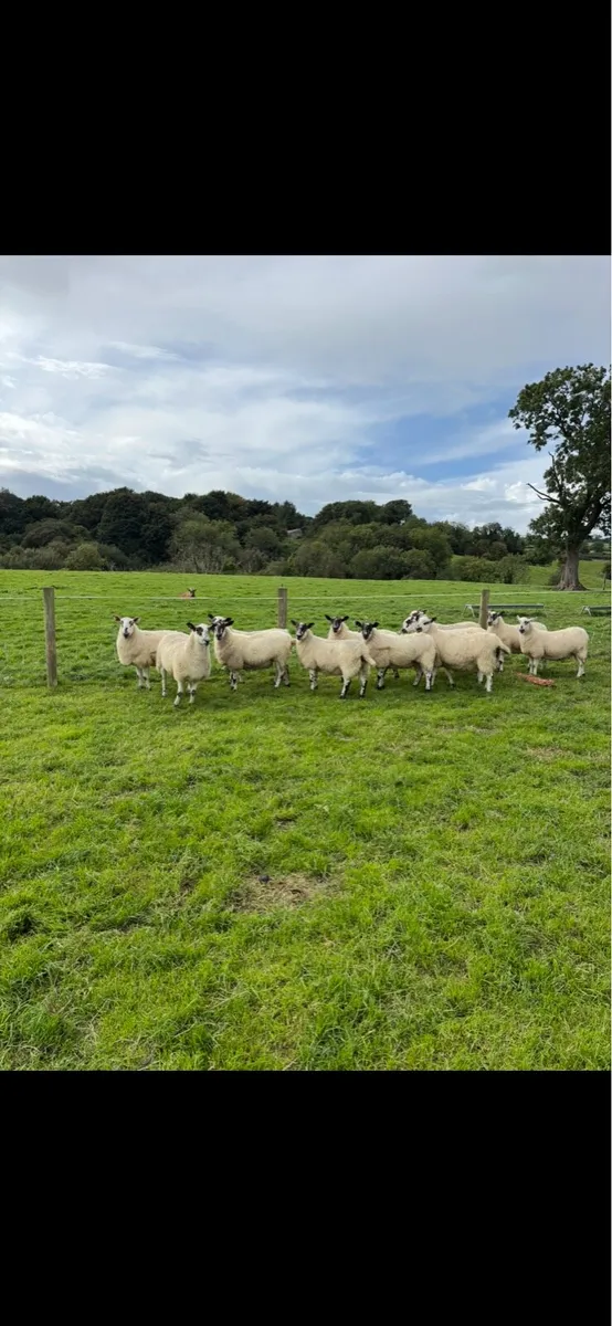 Suffolk Cheviot, mule and texel hoggets - Image 2