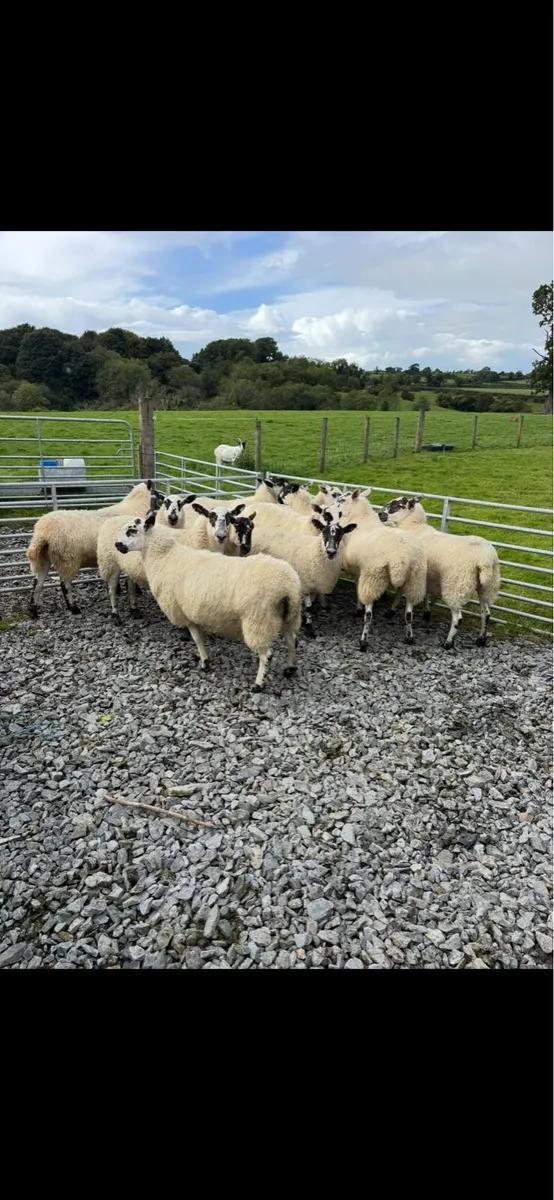 Suffolk Cheviot, mule and texel hoggets - Image 3