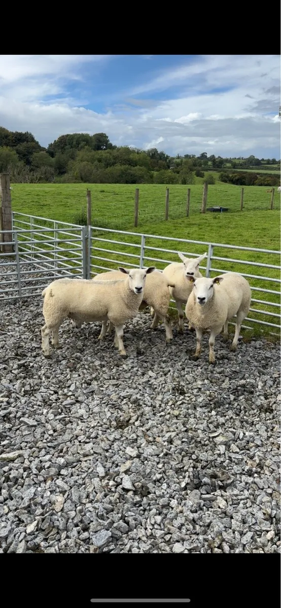Suffolk Cheviot, mule and texel hoggets - Image 4
