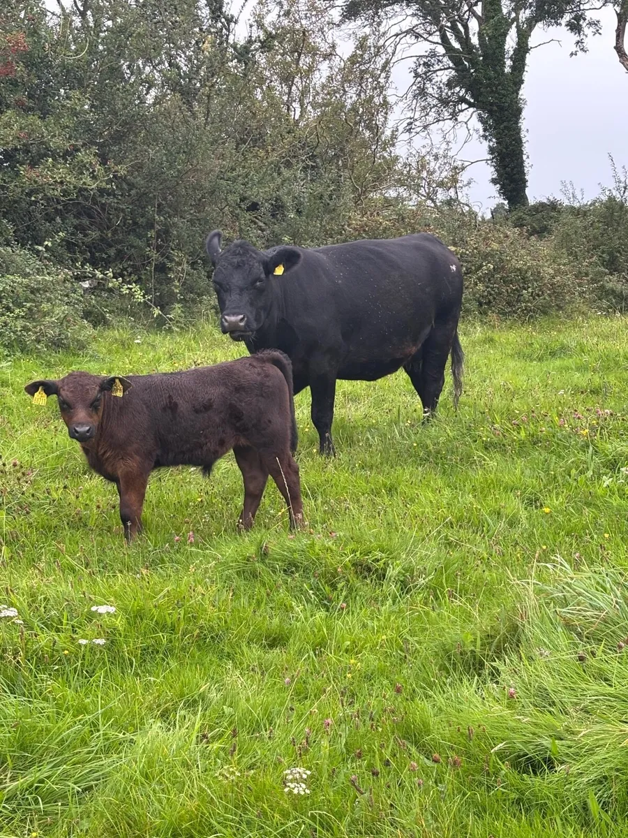 **Purebred Aberdeen Angus cow and calf - Image 1