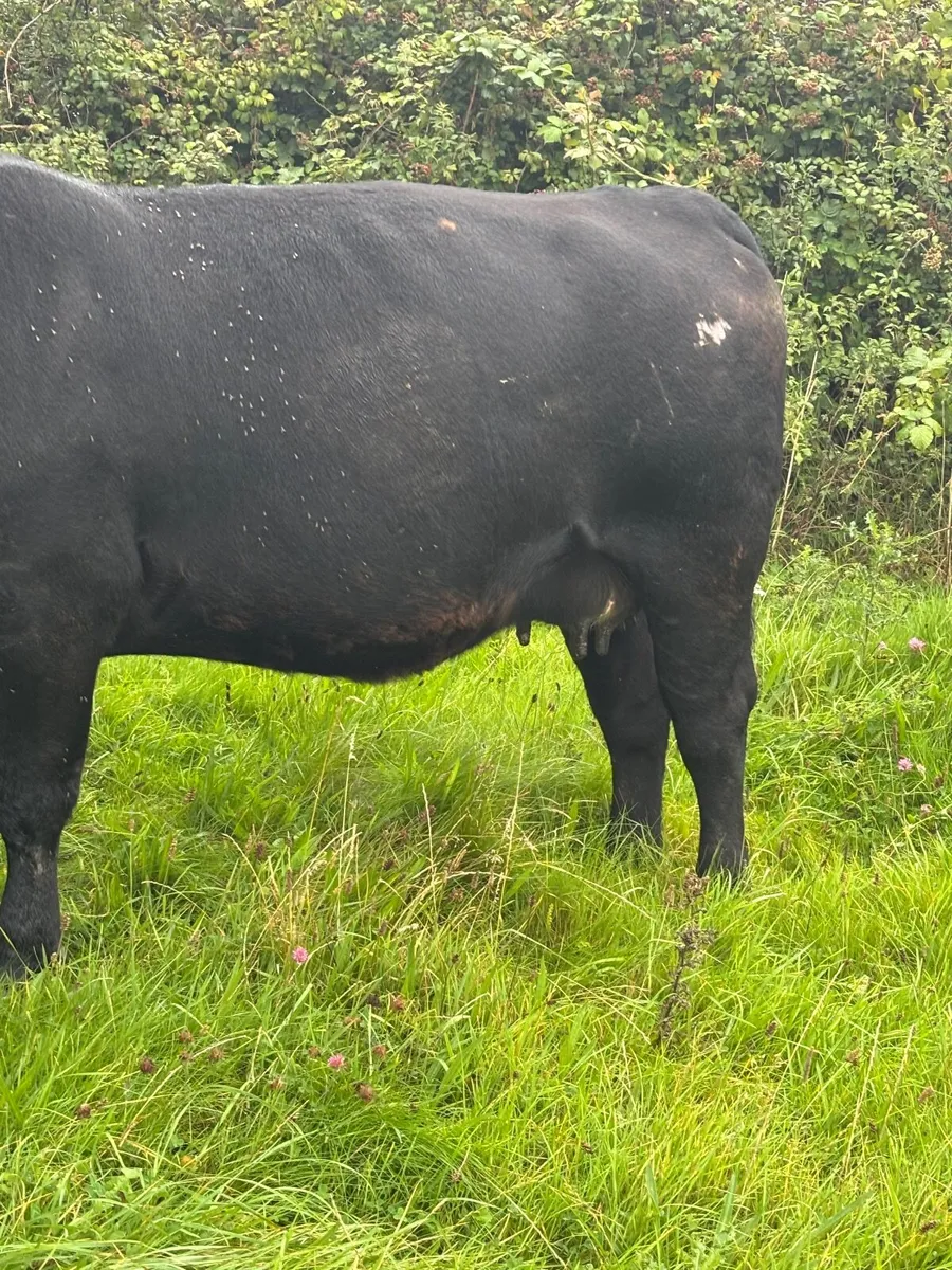 **Purebred Aberdeen Angus cow and calf - Image 2
