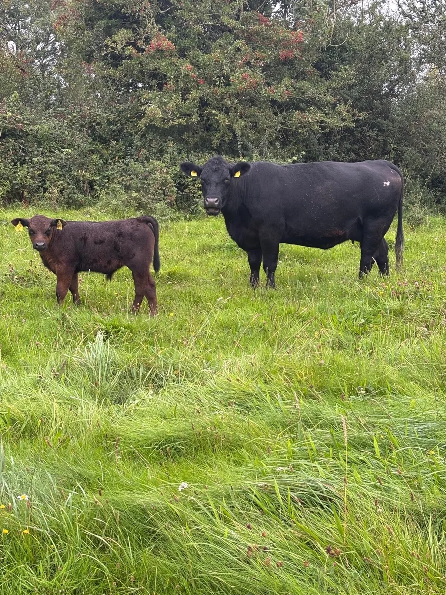 **Purebred Aberdeen Angus cow and calf - Image 3