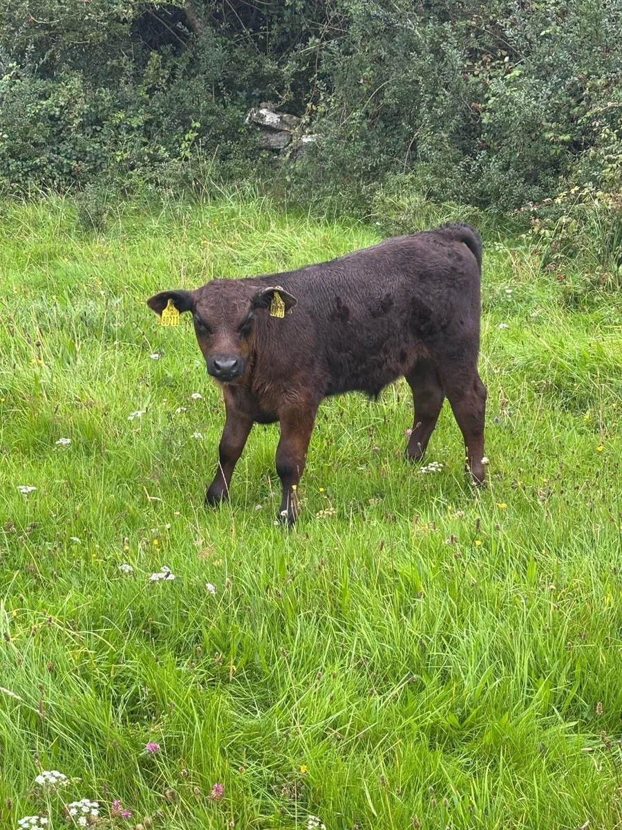 **Purebred Aberdeen Angus cow and calf - Image 4