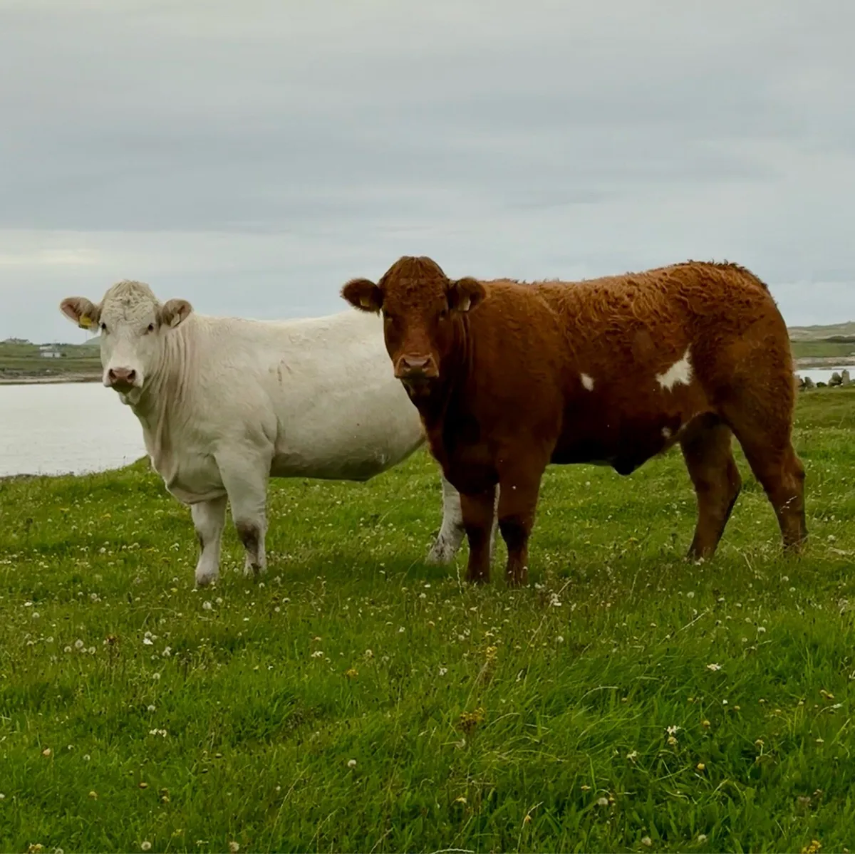 In Calf Heifers - Image 1