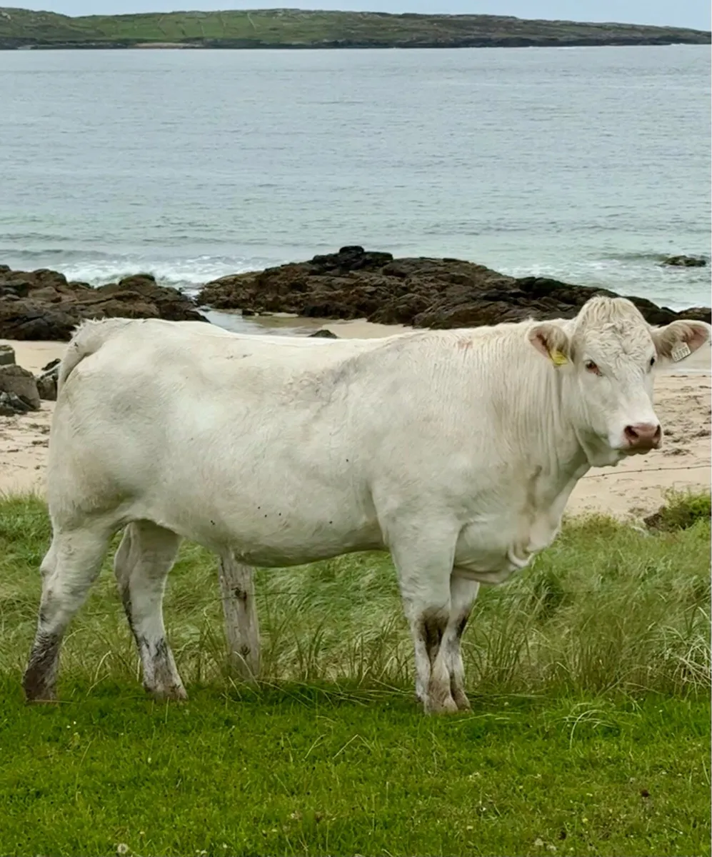 In Calf Heifers - Image 2