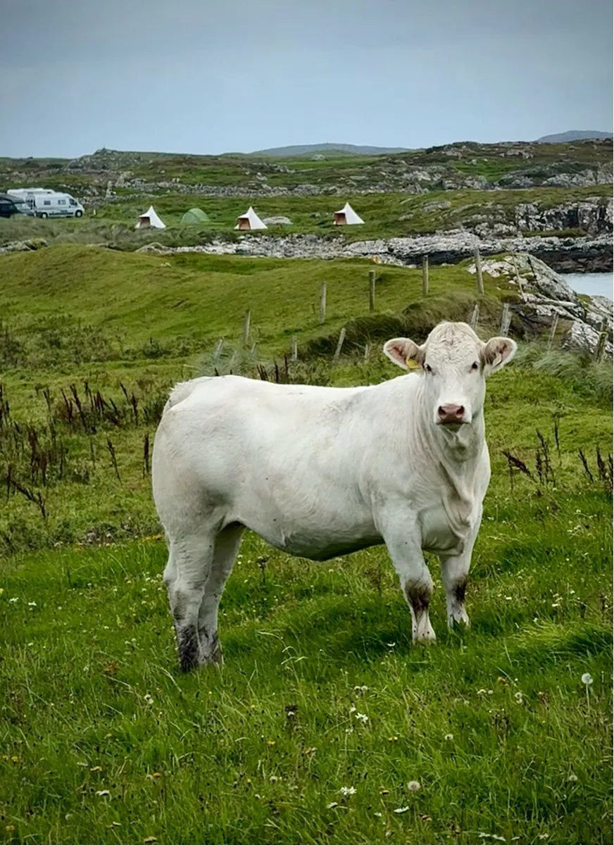 In Calf Heifers - Image 3