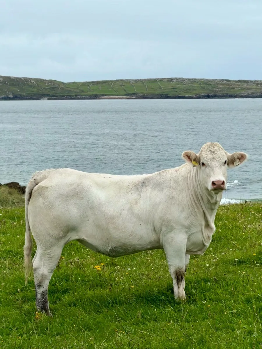 In Calf Heifers - Image 4