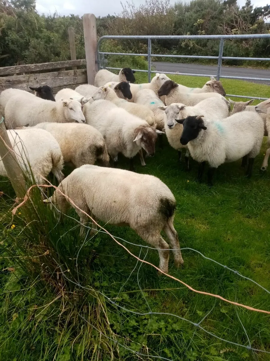 Hoggets for sale - Mayo - Image 1