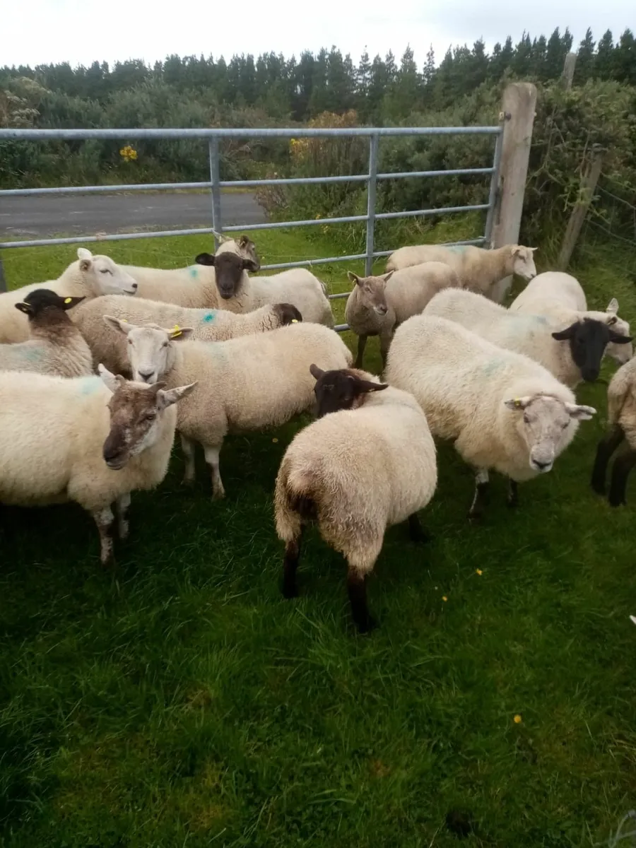Hoggets for sale - Mayo - Image 2