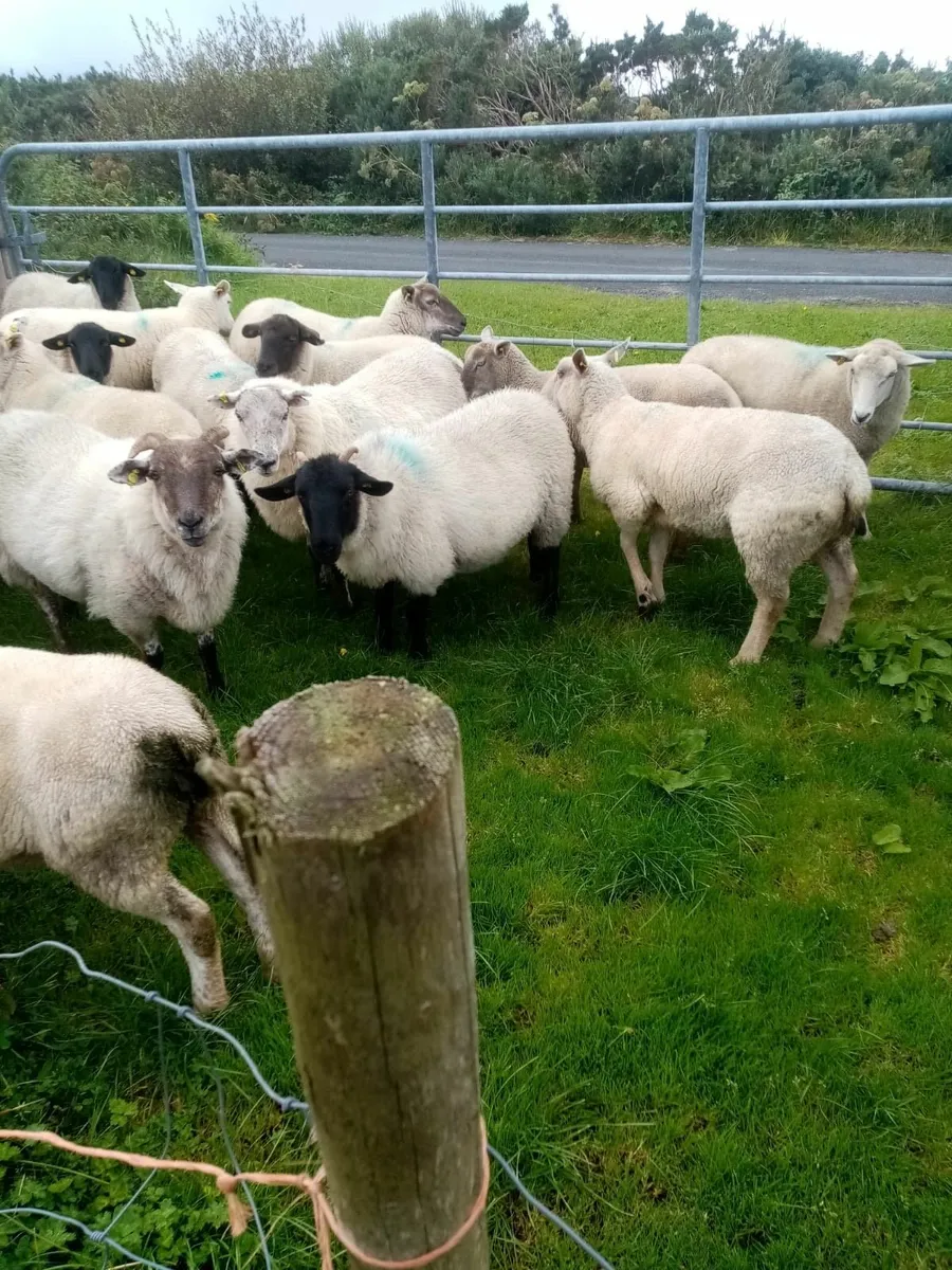 Hoggets for sale - Mayo - Image 3