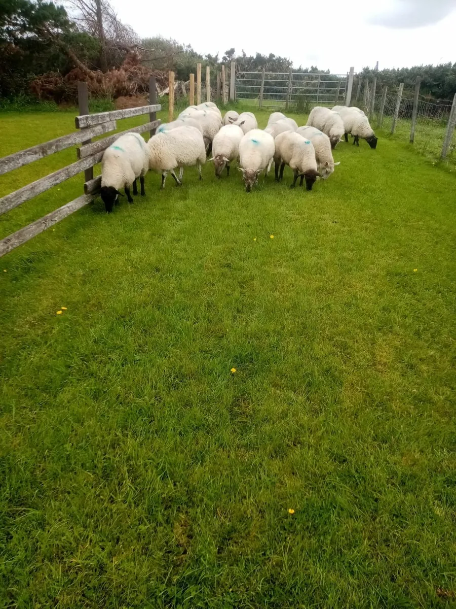 Hoggets for sale - Mayo - Image 4
