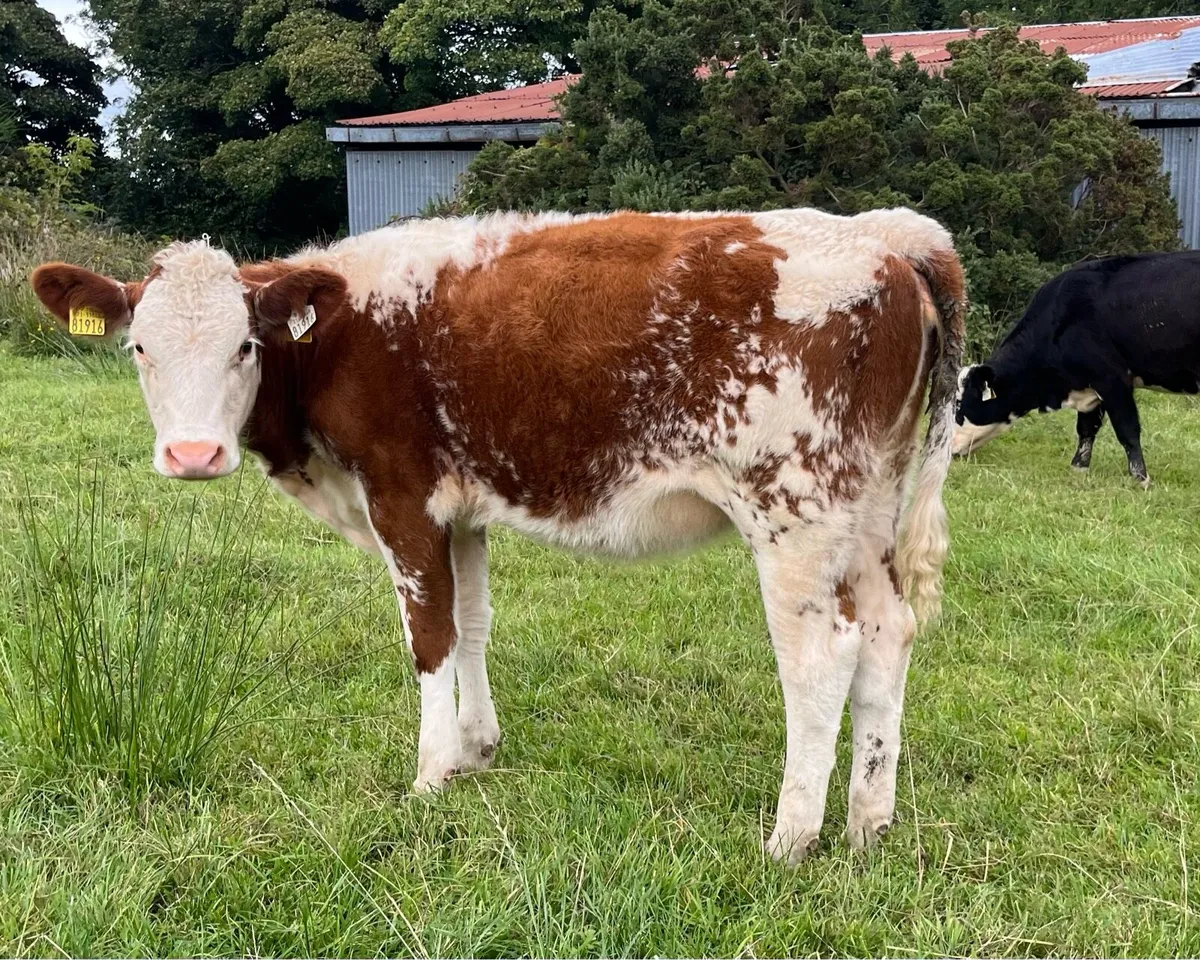 Roan and Simmental Calves - Image 1