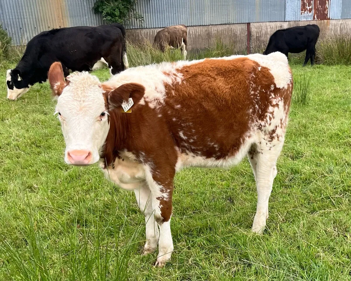 Roan and Simmental Calves - Image 2